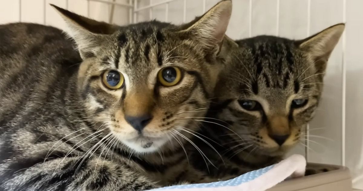 不安そうな表情をしていた『2匹の元野良猫』→保護から1週間が経つと…大きな変化に「顔が違ってビックリ」「甘えん坊になりそう」と話題