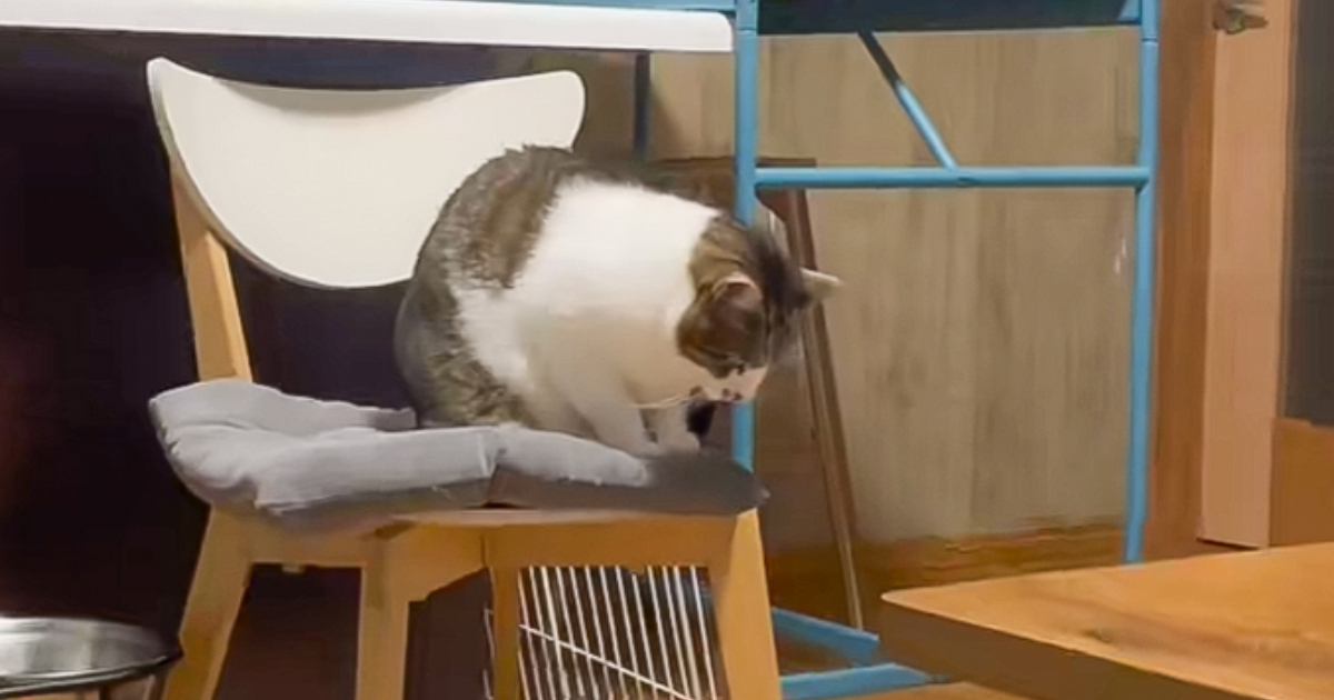 『おててないないする猫』を観察していたら…完全に想定外な『独特すぎる動き』に24万いいねの大反響「ティラノサウルス」「浮いてて笑ったｗ」