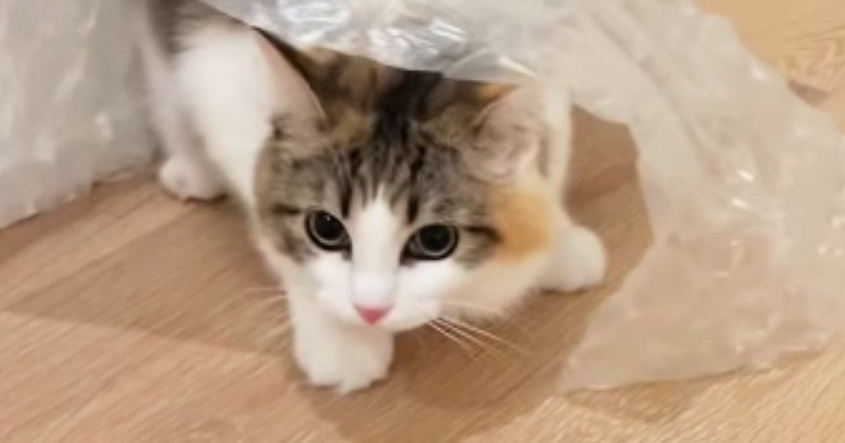 ビニールシートの下に潜った猫→そのまま歩き始めると…まるで『ファッションショー』のような光景に「急に始まったｗ」「かっこいい」と反響