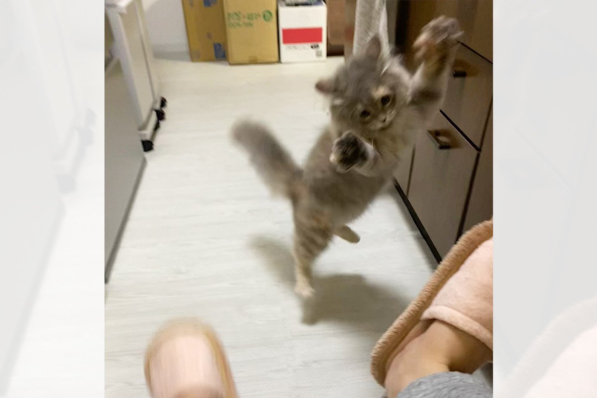 「猫ちゃんとの激しい戦い」飛びかかる子猫と襲われる飼い主さん！勝負の結果は…！？