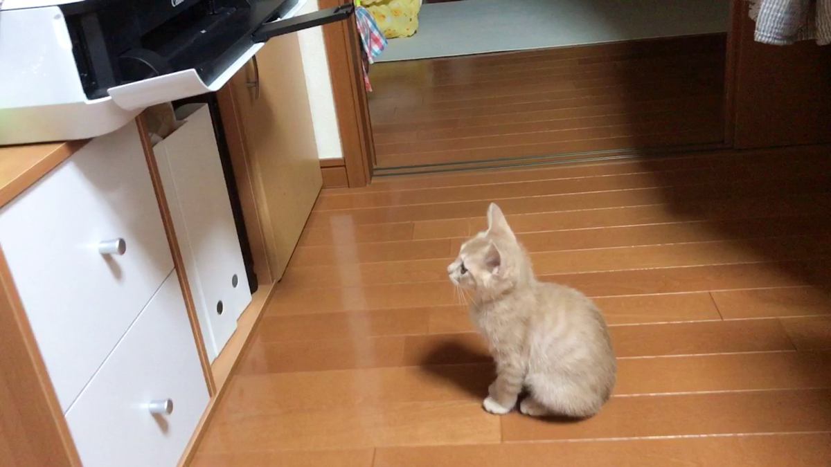 プリントアウトされるのを待っていた子猫…まさかの『悲劇』が可愛すぎると161万再生「最後驚いたｗ」「猫背が究極に可愛い」の声