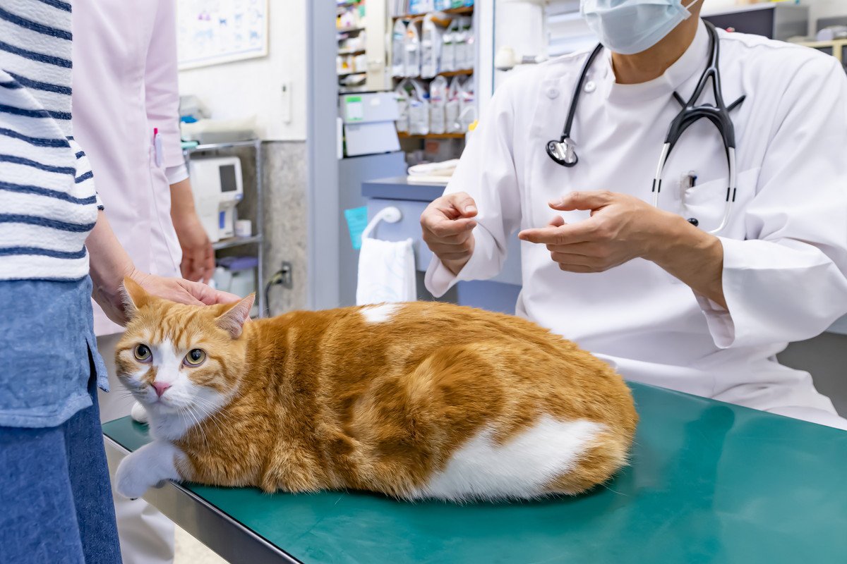 猫の命をむしばむ『がん』なぜかかってしまうの？考えられる6つの原因と予防法