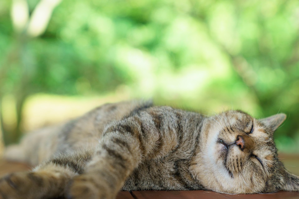 猫がゴロゴロと喉を鳴らす理由と意味