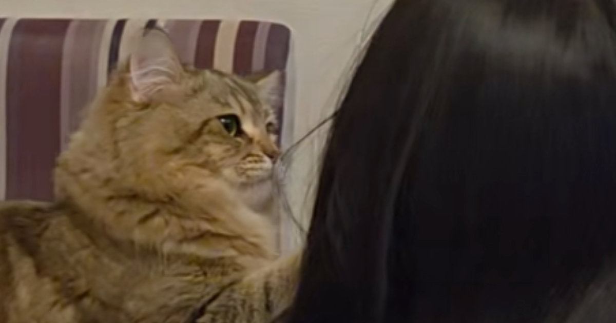 宿題中の女の子にかまってほしい猫→肩をトントンと叩いて…たまらなく可愛い『健気な様子』が40万再生「いい関係だね」「全部が愛おしい」