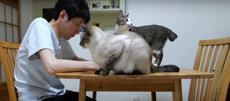 猫ちゃんズのお留守番２日目の様子がこちら♡