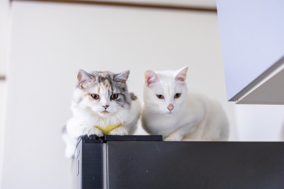 猫が『高い場所』を好んで登る理由3選　考えられる心理やトラブルの予防策まで
