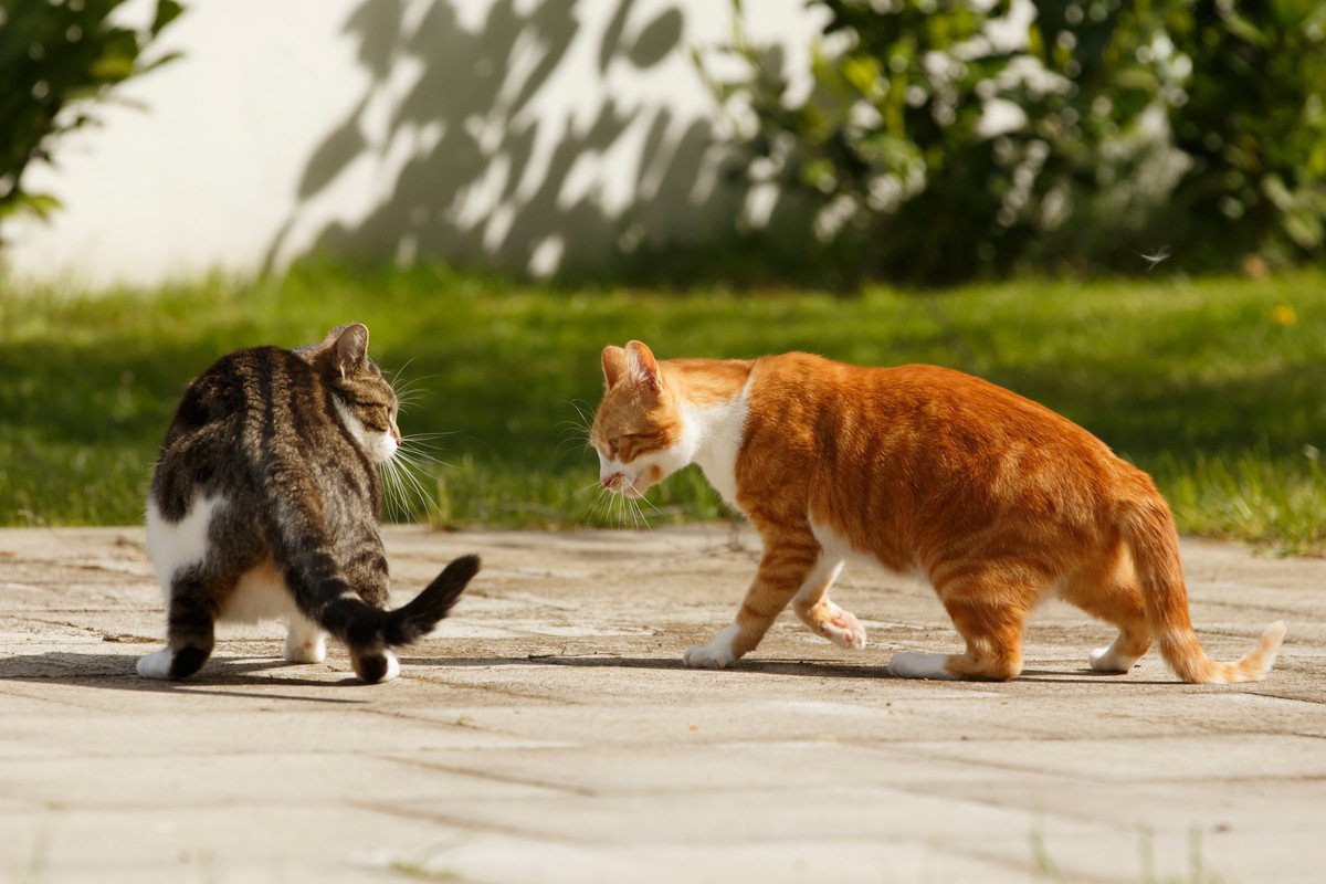 猫たちがバトル！正しい『ケンカの仲裁方法』2つのポイント　どの段階になったら止めたほうがいい？