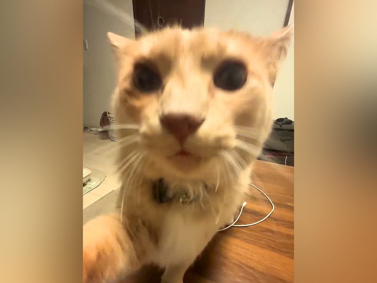 『ご飯ない！』と訴える猫…保護主との『可愛らしい言い合い』が43万再生「ちゃんとお皿の方見てから言ってる」「やりとり可愛くて鬼リピ」