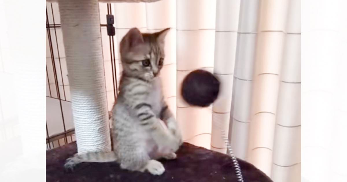 「ニャン生一周目すぎるｗ」バネ付きのおもちゃで遊んでいた子猫が…まさかの瞬間に「すれ違いまくりｗ」「可愛いにも程があるｗ」と35万再生