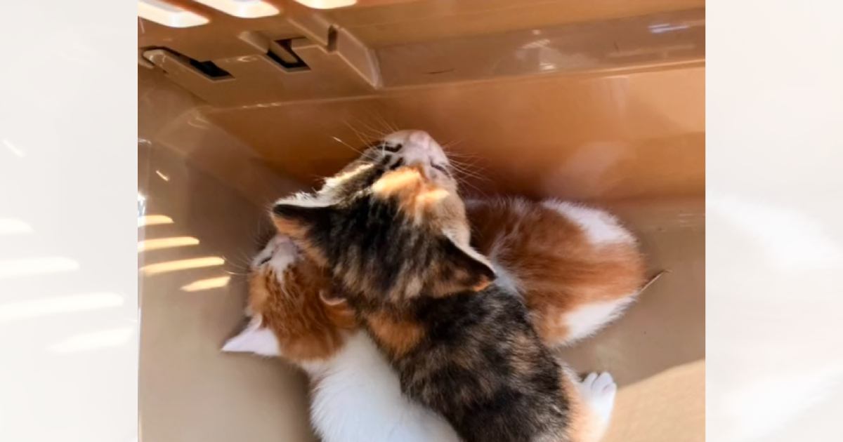 『畑の小屋にいた小さな子猫』を保護……里親さんのもとへ巣立つまでの軌跡に感動の声「本当にありがとう」「ずっと幸せでありますように」