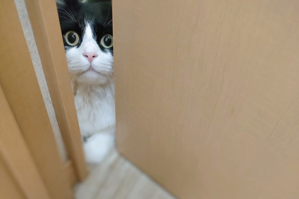 「トイレに入るとこうなる…（笑）」ドアの前でトイレの安全点検をしている猫がジワる♪