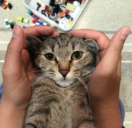 猫が『甘えたくなる』飼い主の特徴５つ