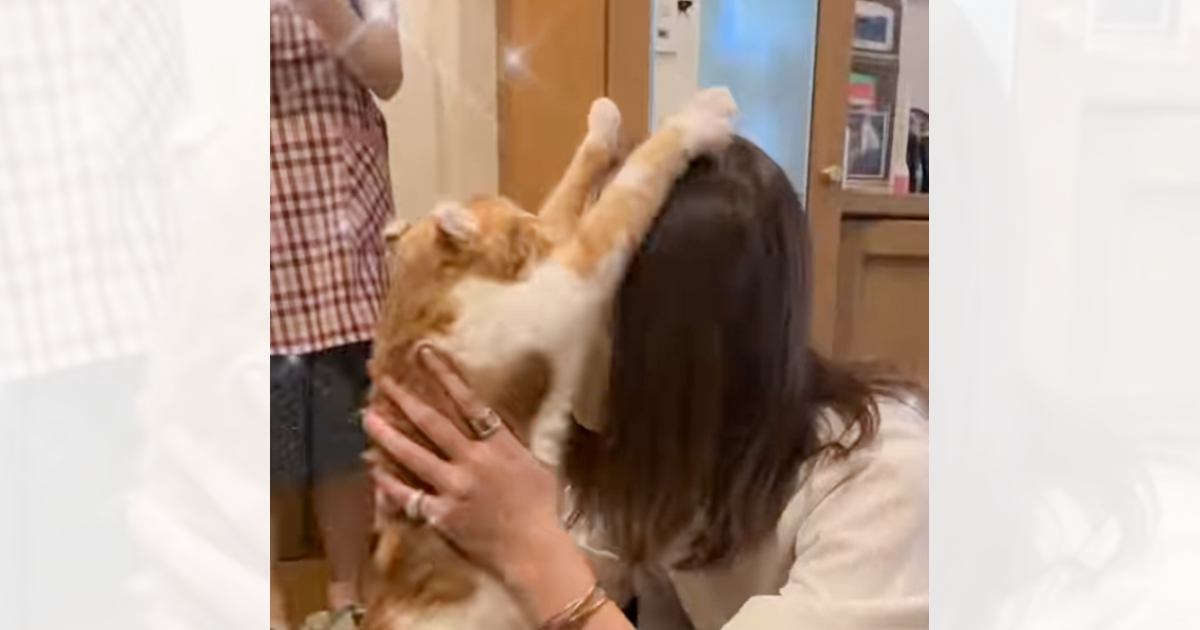 『3日ぶりに帰ってきたママを見て……』再会で見せた『猫の反応』に涙が出てくると647万再生「愛おしすぎて泣ける」「感動の再会」