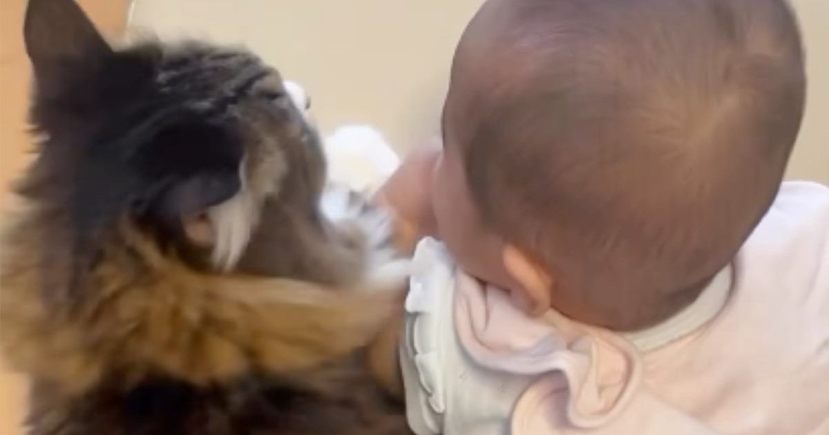 生まれたばかりの赤ちゃんを優しく見守る元野良猫→赤ちゃんが成長していくと…"心温まる光景"に「泣けるうぅ」「猫も子守りするんだ」と反響