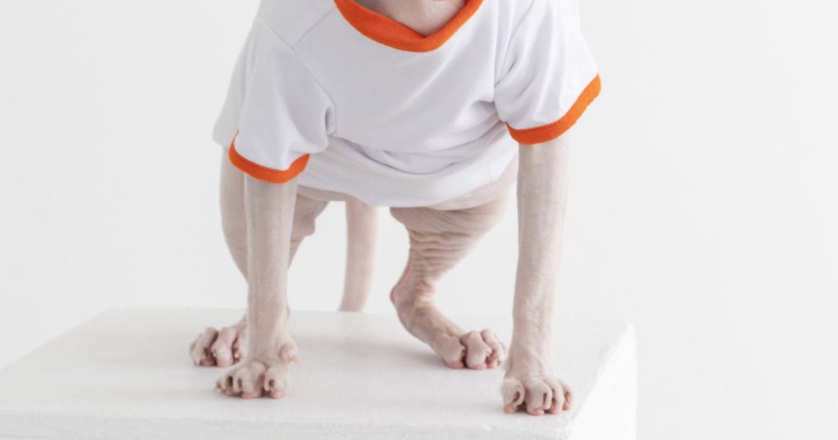 猫たちと記念撮影→オフショットに『奇跡の瞬間』が…一度見たら忘れられない『表情』に２万いいね「デスメタル感あるｗ」「狙っても撮れない」