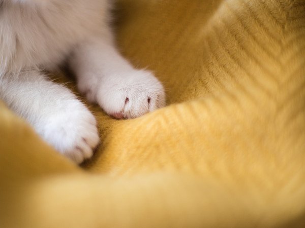 猫がふみふみしない理由は？ふみふみする猫との違いを解説！