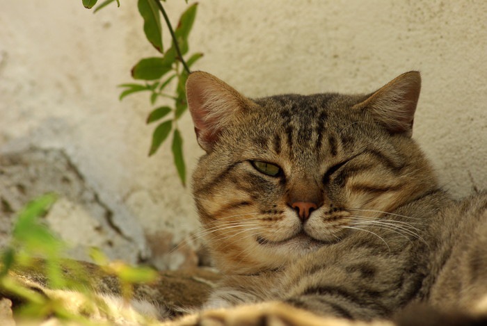 猫がウインクする時の意味と考えられる病気とは