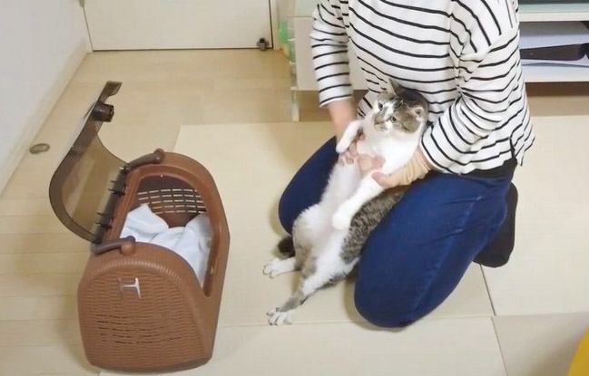 元野良猫が動物病院だと気付いた瞬間…まさかの方法で『抵抗する姿』が面白すぎると16万2000再生「物事解ってて賢い」「わろたｗ」