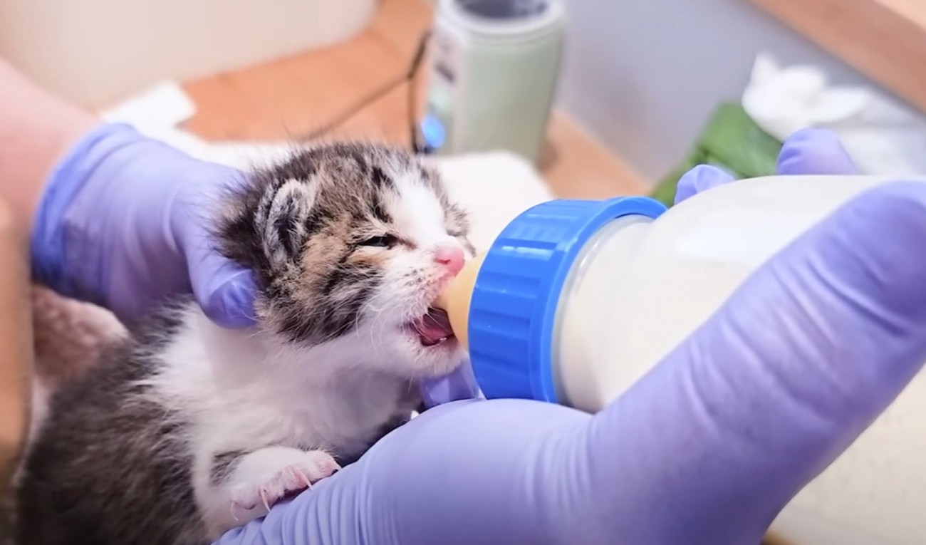 冷たい雨が降る中、母親に置いて行かれた『赤ちゃん猫』たち→お世話した結果…「本当に可愛くて見入ってしまった」「もうメロメロ」と14万再生