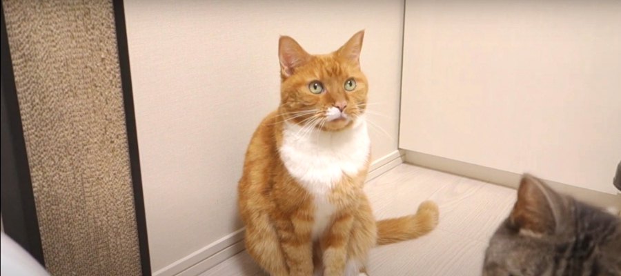 祝！10歳の誕生日を迎えた猫ちゃん♪