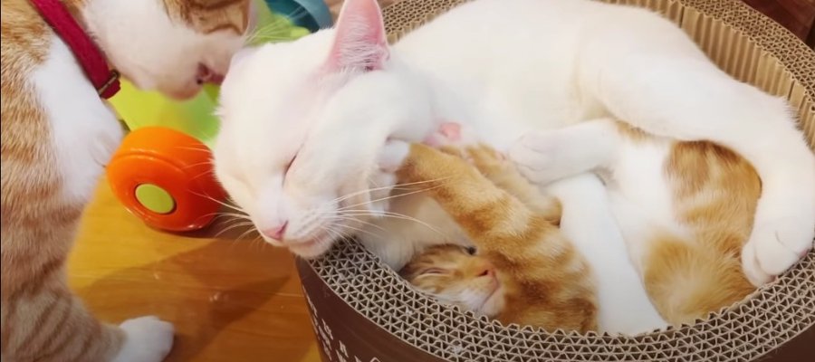 可愛いすぎる合体♡重なって眠るふわふわ猫ちゃんたち