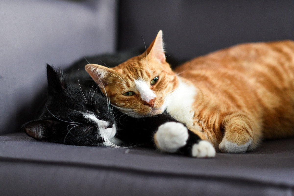 猫が毎日の暮らしに『満足している』ときにみせる5つのサイン　仕草に込められている意味や満足度を高める秘訣まで