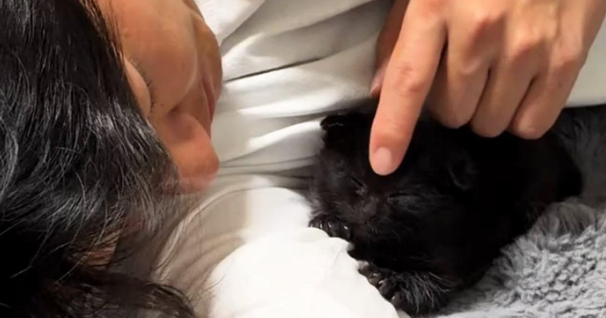 大好きなパパに『ぴったりとくっつく子猫』を撮っていたら…尊すぎる瞬間に「あかん何回も見ちゃうｗ」「めっちゃかわいいｗ」と11万再生