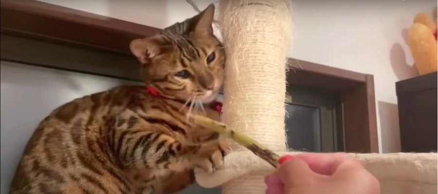 飼い主さんが留守でも楽しく過ごす猫ちゃん！