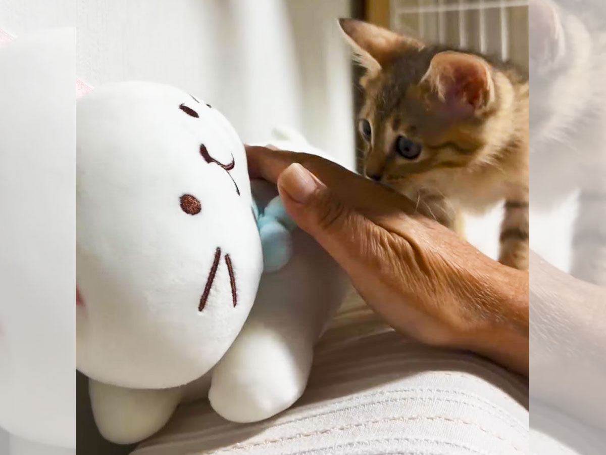 赤ちゃん猫の前で『猫のぬいぐるみ』を撫でてみた結果…可愛すぎる"ヤキモチ"が36.5万再生「めっちゃ可愛いｗ」「悶絶級の愛しさ…」