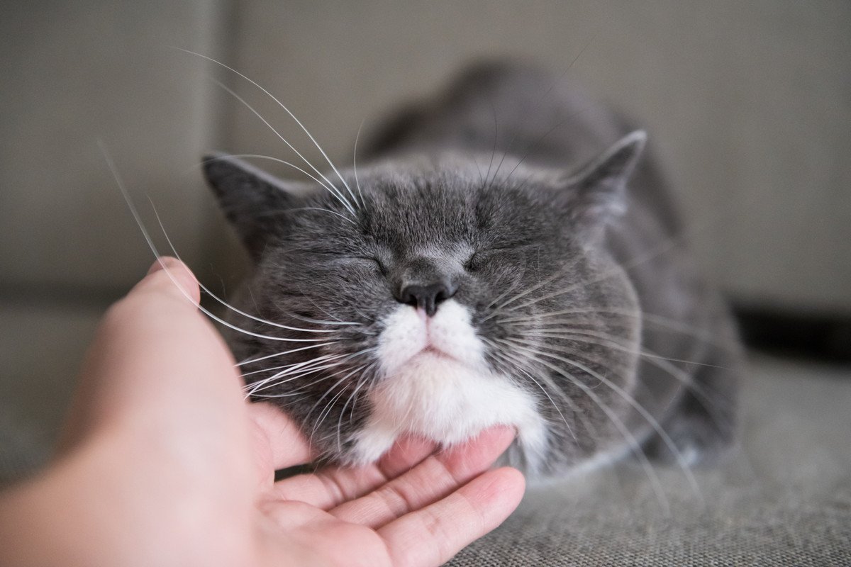 猫の『眉毛』が持っている重要な役割3つ　折れたり抜けたり…なくなったらどうなる？