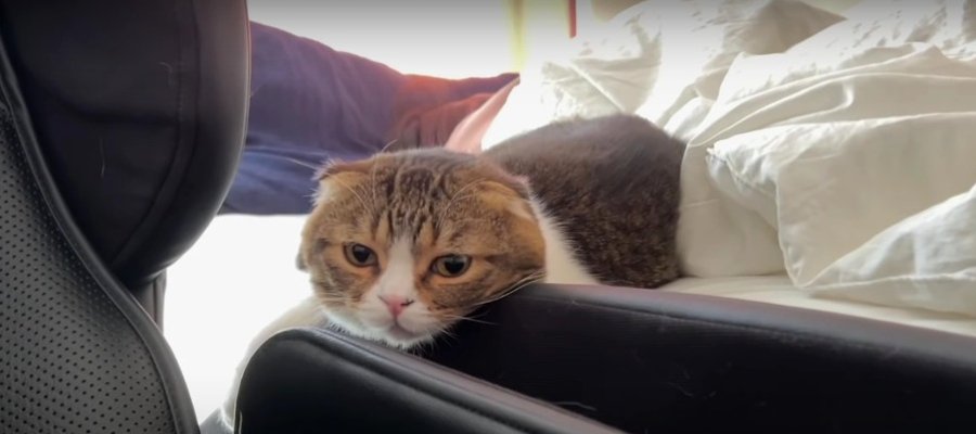 ショックな光景を見て落ち込んじゃった猫さん