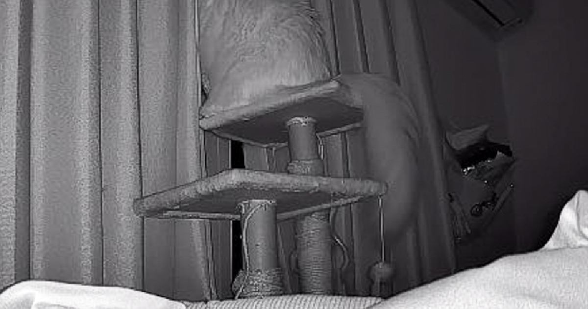 外出中にふと『ペットカメラの様子』を見たら、猫が……切なすぎる光景に「号泣した」「ちゃんと待ってるんだね」と9万いいねの反響