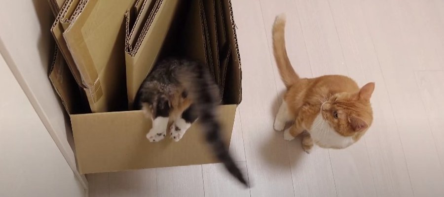 おしりとあんよが魅力的！ダンボールに刺さっちゃった猫ちゃん♡