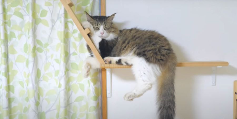 ついに見つけた！猫ちゃんのベストポジション！