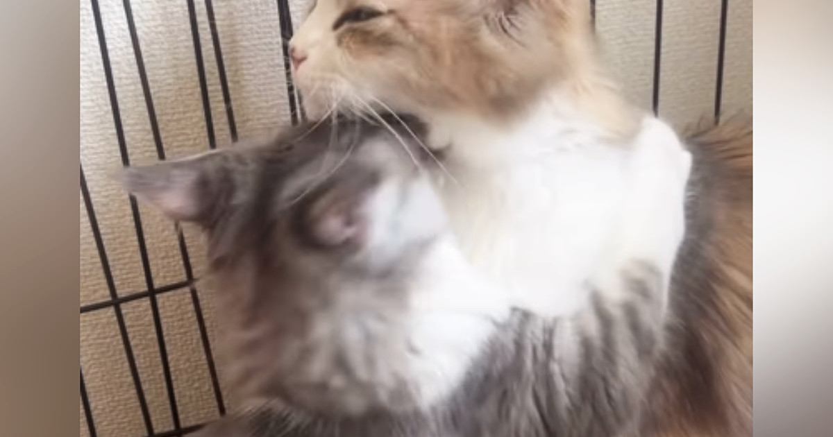 子猫がママ猫に全力で『大好きアピール』した結果→見た目に『予想外の変化』が…「いいなぁｗ」「ふたりの間には入れないなｗ」と91万再生
