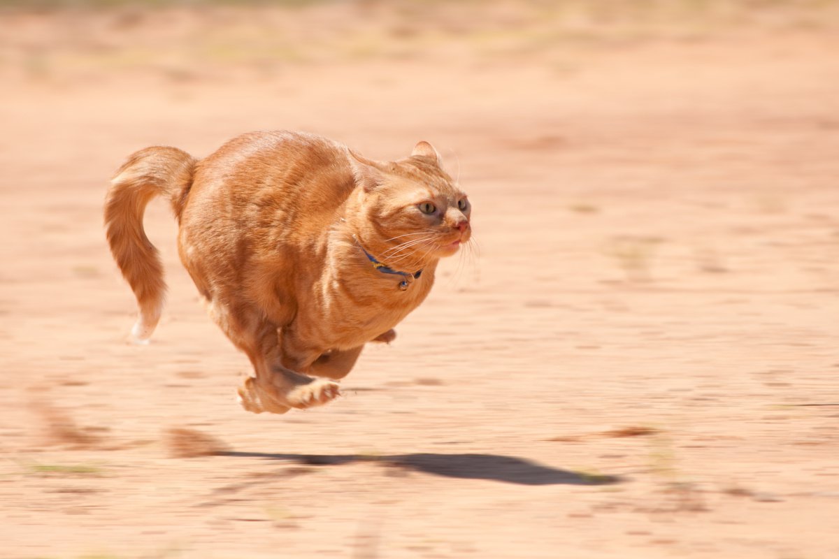 猫は本気で走ると100ｍ走世界記録保持者より速い！？実は猫がすごいスプリンターな理由3選