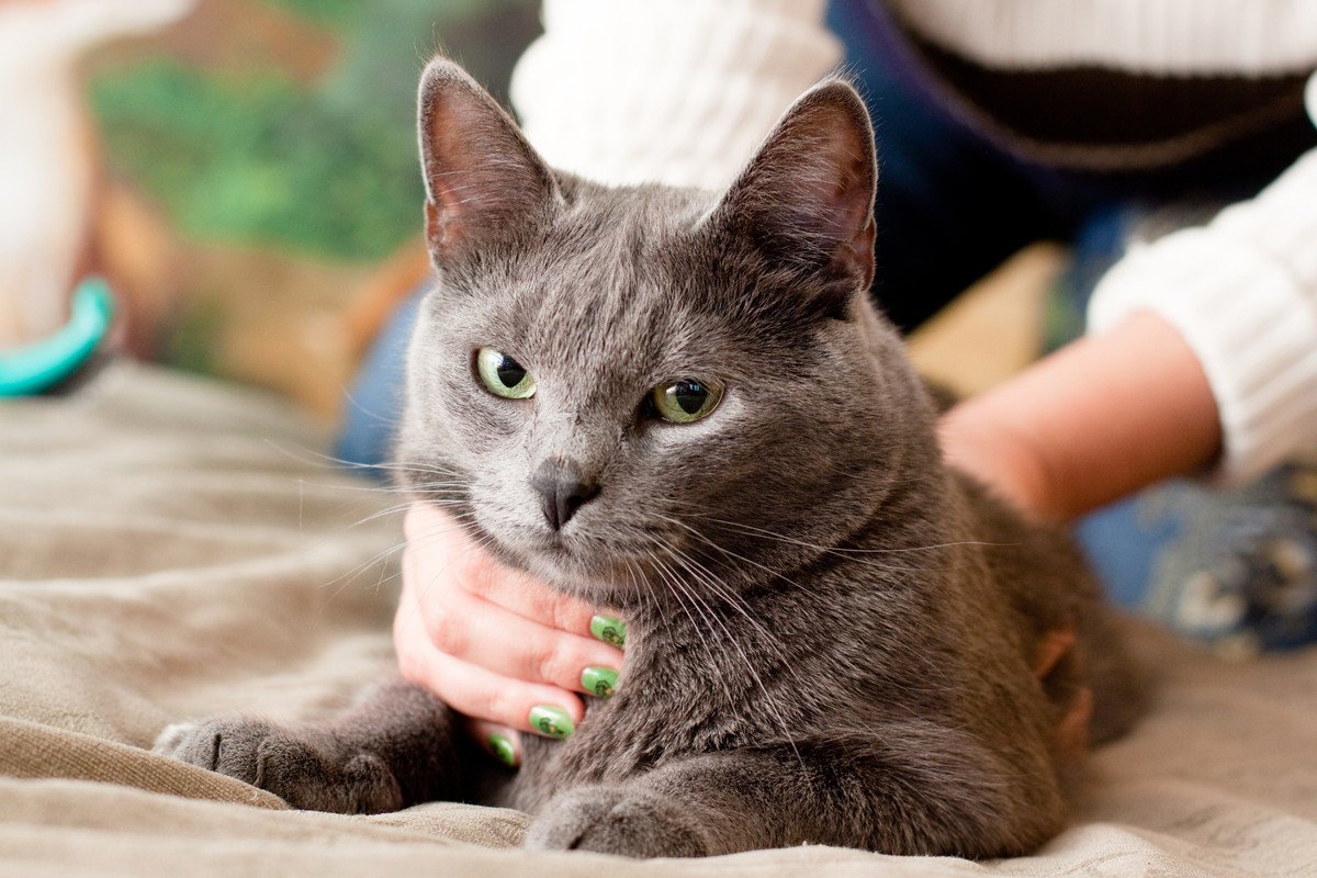 猫が「精神的につらい」ときに見せる5つのサイン　飼い主さんの行動が愛猫の悩みのタネになっているかも？