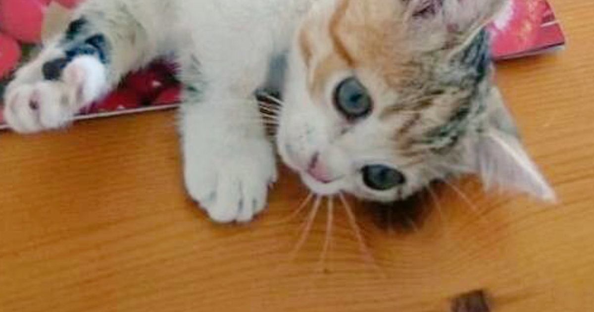 マットの上で寝転がっていた子猫→可愛すぎる『あんよ』に１万いいねの反響「赤ちゃんみたい」「体の力抜けたｗ」と癒される人が続出
