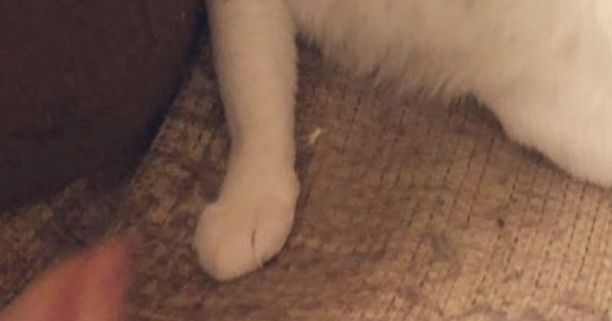 椅子の上でのんびりと過ごしていたおじさん猫…『まさかのポーズ』に3万2000いいね「ゴージャスで素敵」「まるで絵画のよう」