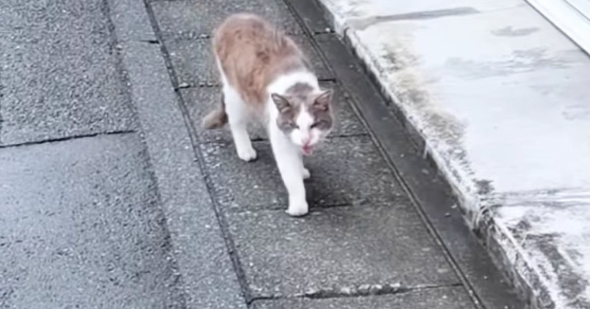道端で出会った『ガリガリの野良猫』→保護されると…幸せいっぱいな『現在の光景』に「素敵すぎる」「顔つき本当に変わるよね」と24万再生