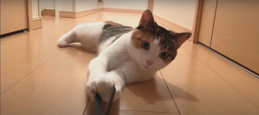 真剣な顔が可愛い♡猫ちゃんとの綱引き勝負！