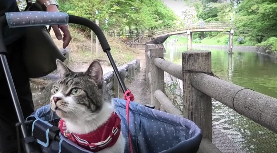 久々のお散歩に猫ちゃんもドキドキ♪大量の鯉と忍び寄る鳩！