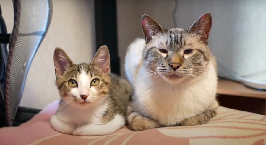 子猫ちゃんのトライアル期間終了！正式に家族の一員に♡