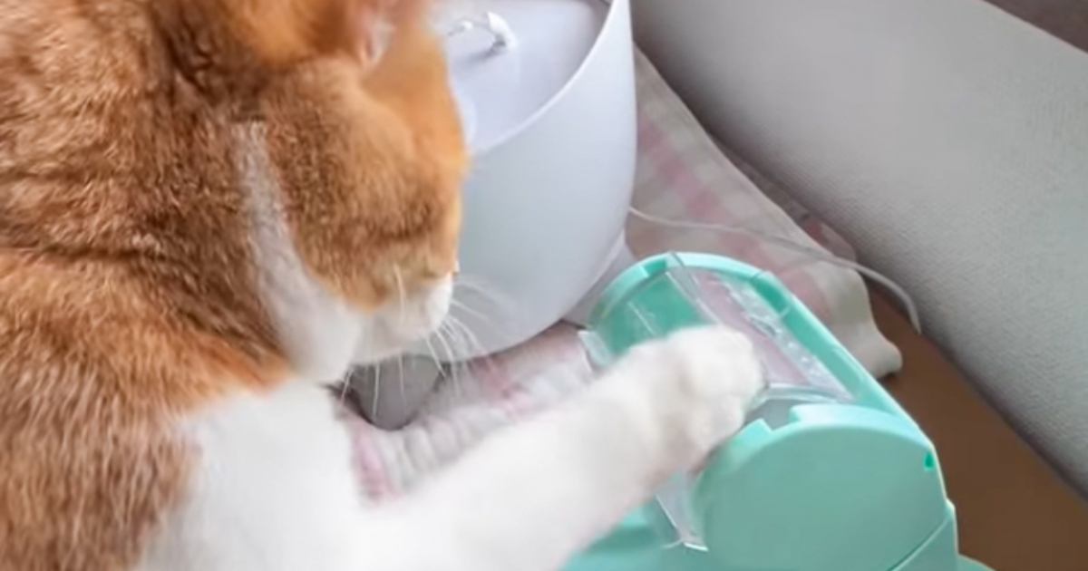 食べ物が1粒ずつ出てくるおもちゃに…猫が見せた『まさかの動き』が可愛すぎると151万再生「動きがたまらない」「悶絶してしまった」