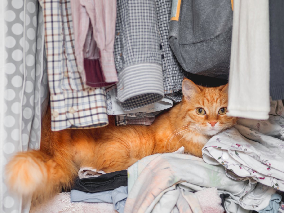 猫が飼い主の『洋服の上』で寝る理由5つ　わざわざ乗りたがる心理から抜け毛対策のコツまで