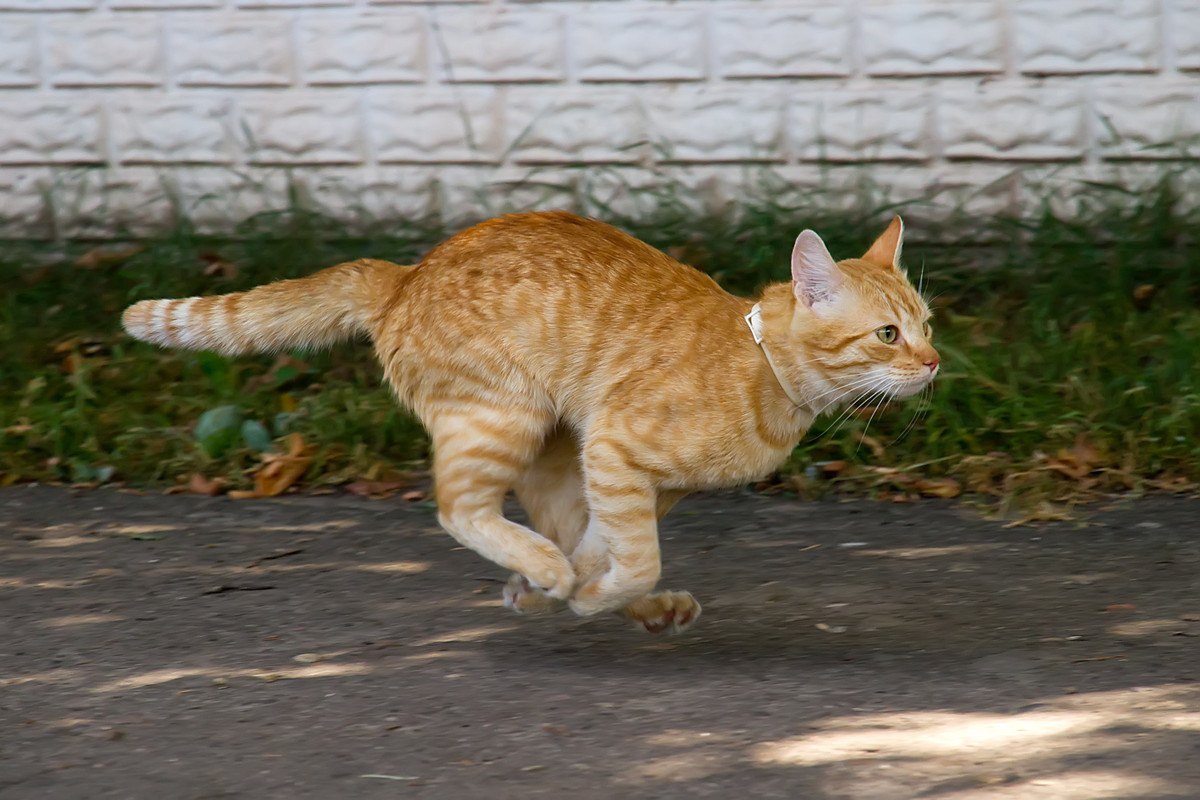 猫の思わぬ脱走トラブルに繋がる『家の中の危険なエリア』3つ