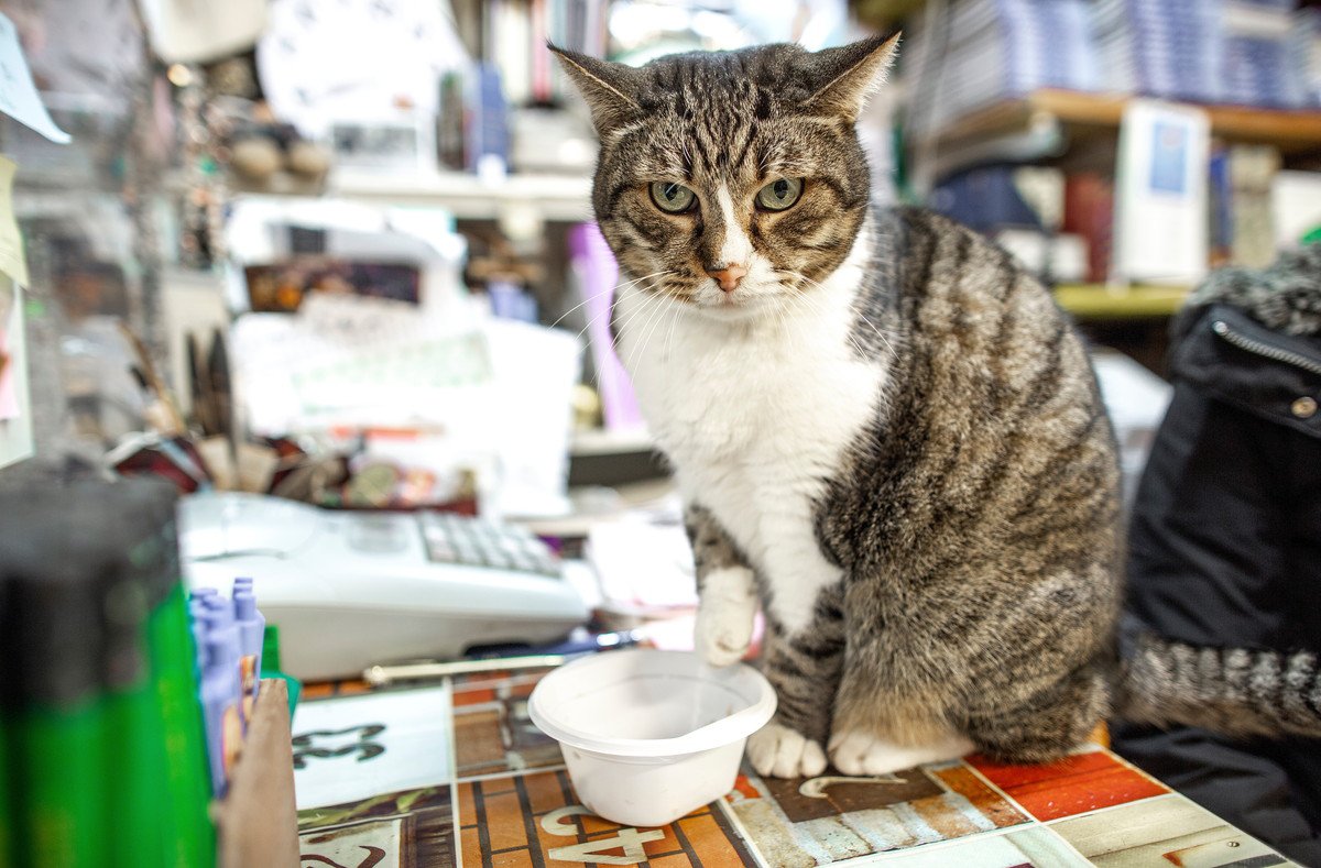 外国語で「猫」ってどう言うの？8ヵ国語で調べてみた！国別猫の鳴き声表現法も