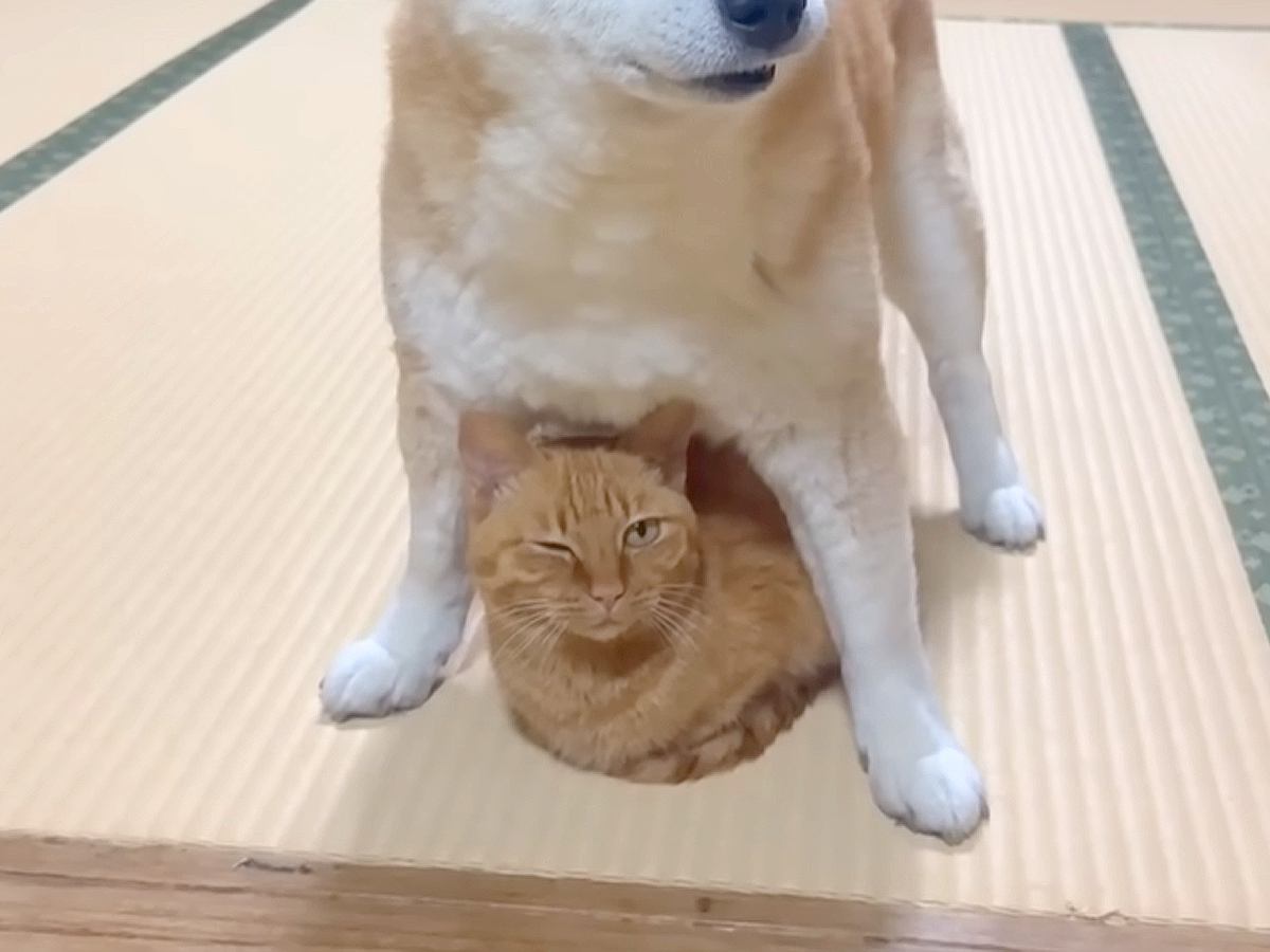 新入り保護猫がトイレを失敗→同じ家に住む犬猫たちが…信じられない『まさかの行動』に「みんなが守ってくれるから安心だね」「愛おしすぎる」