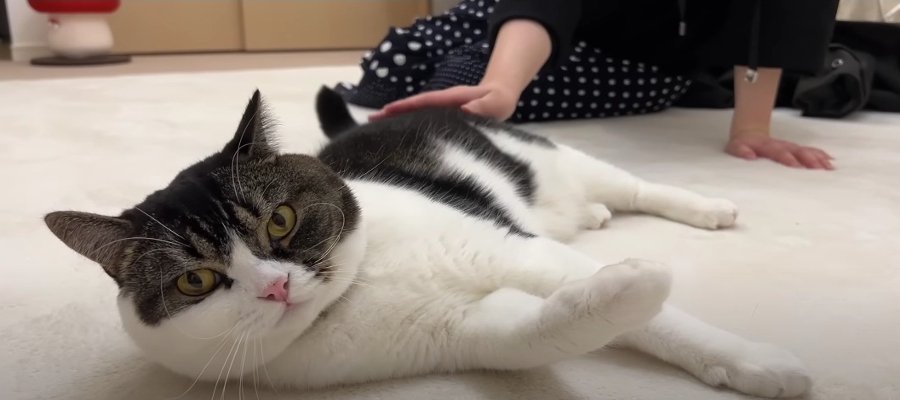 ママのお友達に猫を好きになってもらおう♡遊びに来たお客さんに接待する猫さん