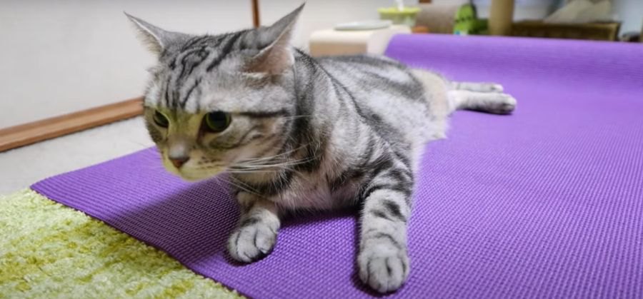 その場所貰った！猫ちゃんの隙を見て奪う戦略